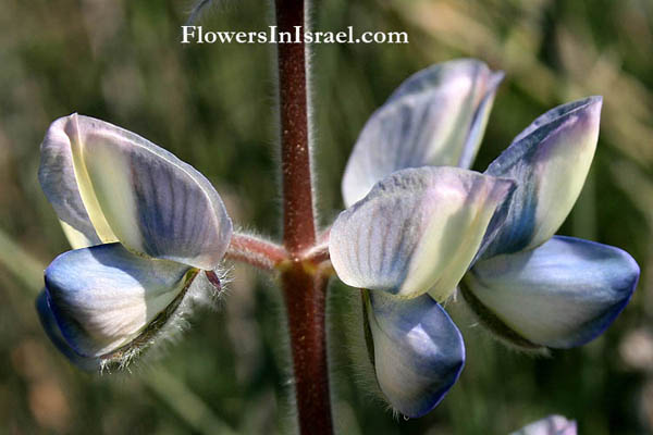 Israel, Wild Flowers, Botany, Nature, Travel, Pictures