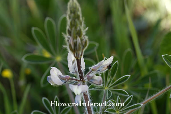 Vilda blommor i Israel