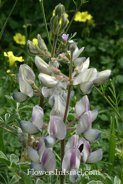 Lupinus palaestinus, Palestine Lupine, תורמוס ארצ-ישדאלי