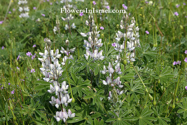 Lupinus palaestinus, Palestine Lupine, תורמוס ארץ-ישראלי,الترمس الفلسطيني