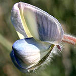 Lupinus palaestinus, Israel, Light Blue Flowers