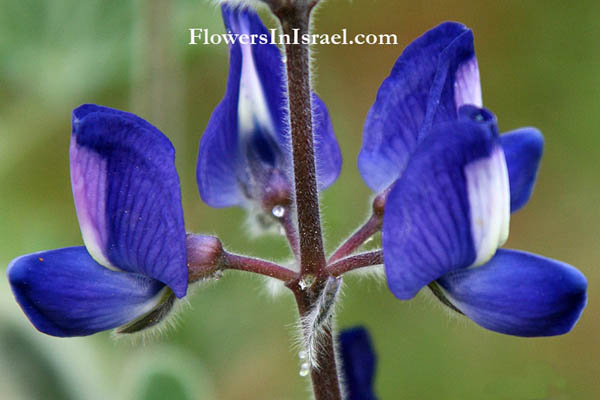 Israel, Travel, Botany, Flowers, Nature