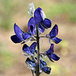 Lupinus pilosus, Israel wildflowers, Dark Blue Flowers