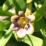 Lycium schweinfurthii, Israel Wildflowers, Send flowers online
