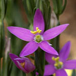 Lythrum tribracteatum, Israel, Violet colored Wildflowers