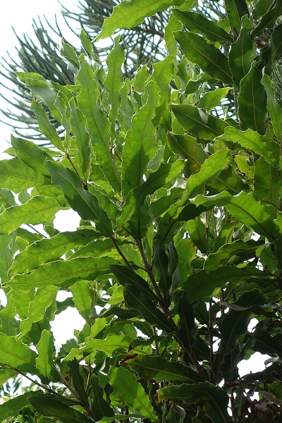 Macadamia integrifolia, Macadamia nut, Queensland nut, מקדמיה,  مكاداميا كاملة الأوراق