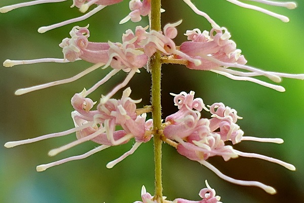 Macadamia integrifolia, Macadamia nut, Queensland nut, מקדמיה,  مكاداميا كاملة الأوراق