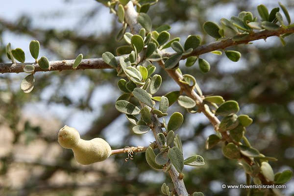 Israel, Native plants, Palestine