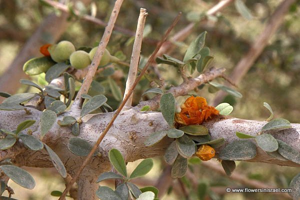 Israel, Nature, Outdoors, Flora