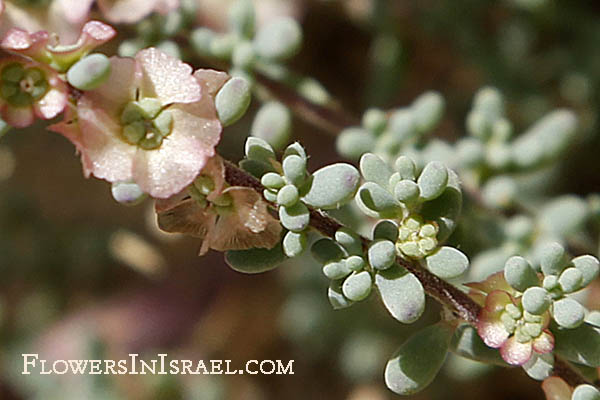 Maireana brevifolia, Kochia brevifolia, Short-leaf Bluebush, Cottonbush, מאירית קצרת-עלים ,קוכיה קצרת-עלים