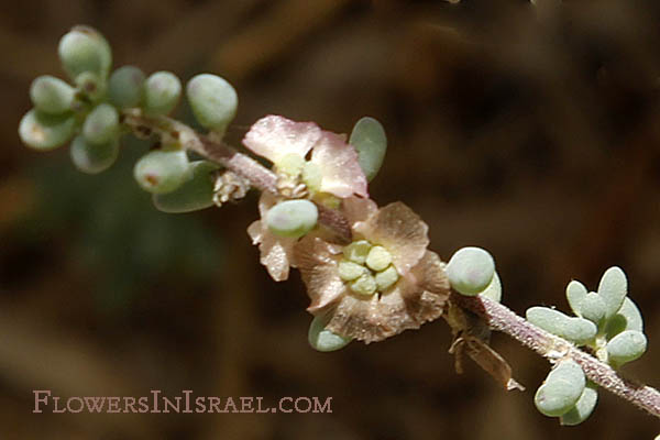 Maireana  brevifolia, Kochia brevifolia, Short-leaf Bluebush, Cottonbush, מאירית קצרת-עלים ,קוכיה קצרת-עלים