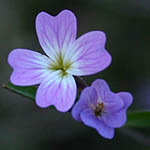 Malcolmia chia, Israel, Violet colored Wildflowers