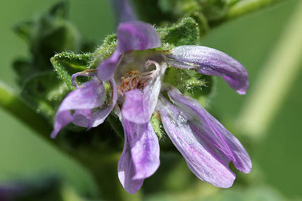 Malva nicaeensis, French Mallow, Southern Mallow, Bull Mallow, חלמית מצויה