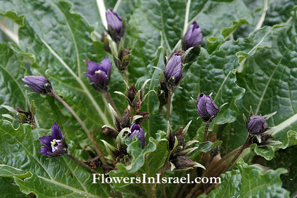 wilde bloemen in Israel