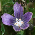 Mandragora autumnalis, Israel, Flowers, Native Plants