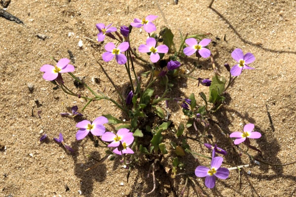 Maresia pulchella, Pretty Maresia, מרסיה יפהפיה