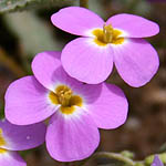 Maresia pulchella, Israel, Violet colored Wildflowers