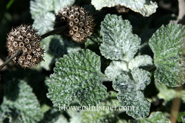 Marrubium vulgare, White Horehound, מרמר מצוי , سموه 