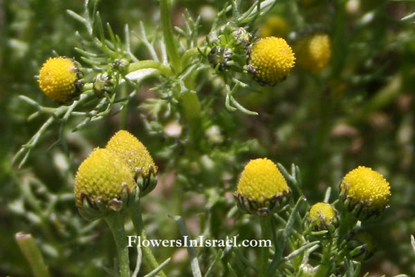 Matricaria aurea, Golden Chamomile, בבונג זהוב