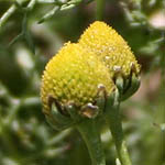 Matricaria aurea, Golden Chamomile, Hebrew: בבונג זהוב, Arabic: البابونج الذهبي