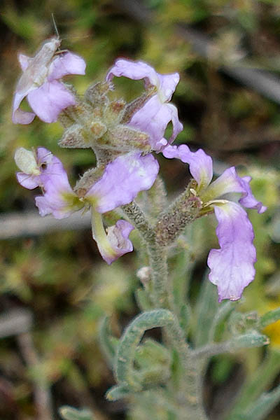 Matthiola livida,  Matthiola longipetala subsp. livida, Livid Stock, מנתור המדבר