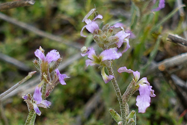 Matthiola livida,  Matthiola longipetala subsp. livida, Livid Stock, מנתור המדבר