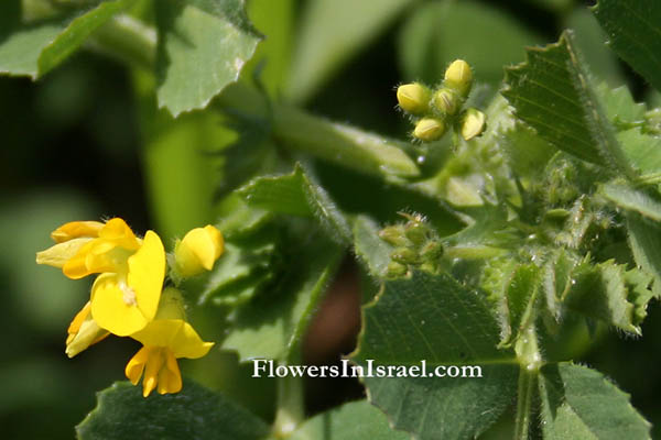 Israel, Nature, Travel, Flowers, Botany