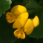 Medicago polymorpha, ישראל, פרחים, פרחי בר, פרחים צהובים