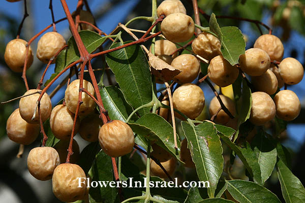 Melia azedarach,Persian Lilac, White Cedar, Chinaberry, Bead Tree,أزادرخت ,Azadarkhat, , أزادرخت אזדרכת מצויה