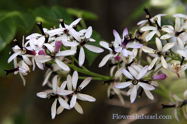 Israel, Flora, Plants, Flowers, Nature