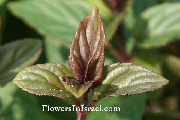 Mentha longifolia, Biblical mint, Horse mint, Wild mint, Silver mint, נענע משובלת ,نعنع بري