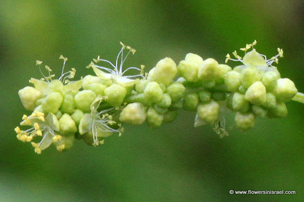 Mercurialis annua, Annual Mercury, Garden Mercury, French Mercury, מרקולית מצויה,الحَلبُوب الحولي