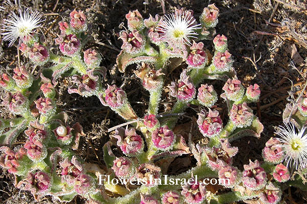 Mesembryanthemum crystallinum, Ice Plant, Diamond Ficoides, אהל הגבישים