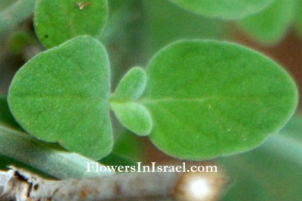  Micromeria fruticosa, Micromeria serpyllifolia, White micromeria, White savory, White-leaved savory, Tea Hyssop, זוטה לבנה, عشب الشاي
