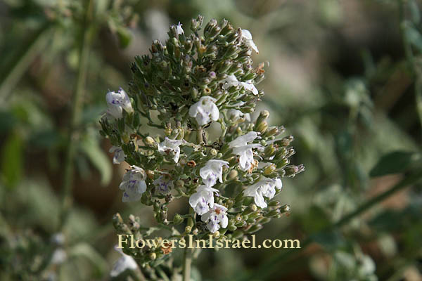  Micromeria fruticosa, Micromeria serpyllifolia, White micromeria, White savory, White-leaved savory, Tea Hyssop, זוטה לבנה, عشب الشاي