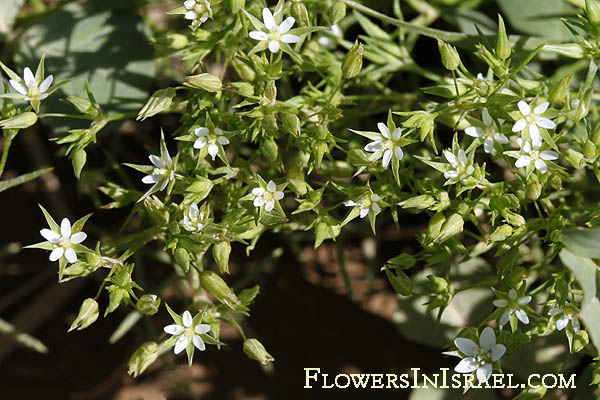 Minuartia hybrida, Minuartia tenuifolia, Fine-leaved Sandwort,  ابو حربيه ,צללית הכלאיים