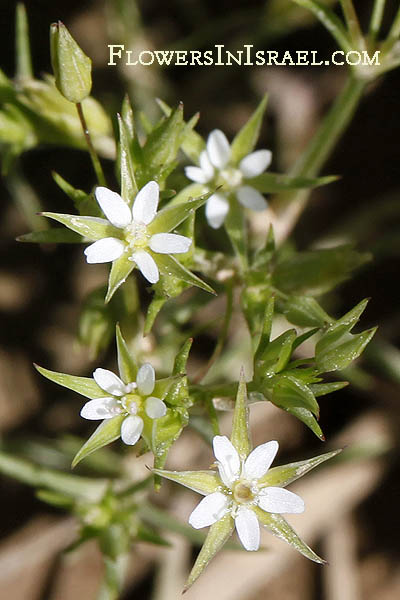 Minuartia hybrida, Minuartia tenuifolia, Fine-leaved Sandwort,  ابو حربيه ,צללית הכלאיים