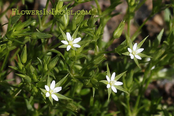 Minuartia hybrida, Minuartia tenuifolia, Fine-leaved Sandwort, צללית הכלאיים