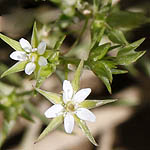 Minuartia hybrida, Minuartia tenuifolia, Fine-leaved Sandwort, צללית הכלאיים