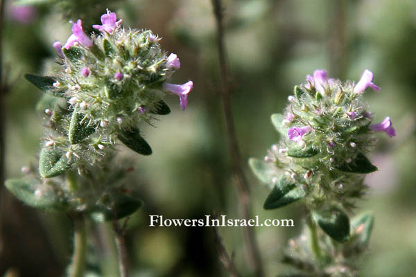 Moltkiopsis ciliata, Lithospermum callosum, Callous-leaved Gromwell, גלעינון החוף