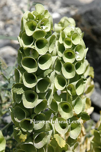 Moluccella laevis, Molucca balm, Shell flower, Bells of Ireland, ذبيبينة ناعمة,בר-גביע חלק