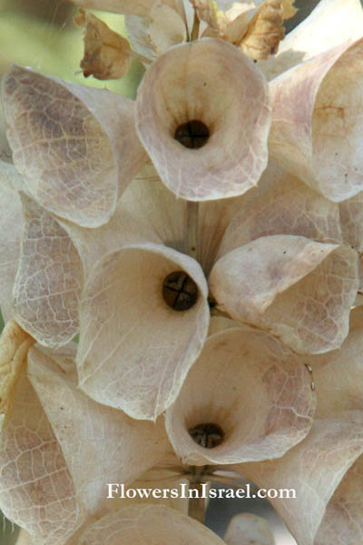 Moluccella laevis, Molucca balm, Shell flower, Bells of Ireland, בר-גביע חלק