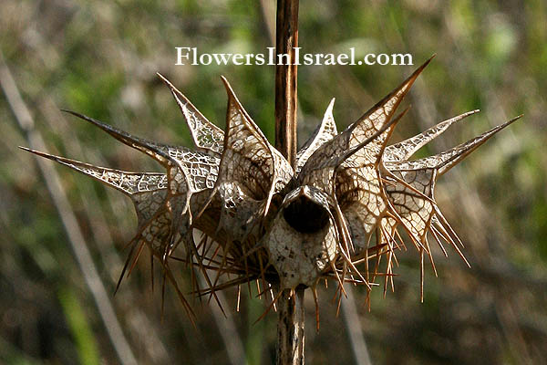 Moluccella spinosa,Spiny molucca, בר-גביע קוצני, ذبيبينة شوكية