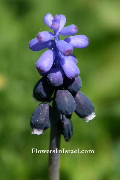 Muscari commutatum, Dark Grape Hyacinth, כדן סגול ,بصل الحيّة