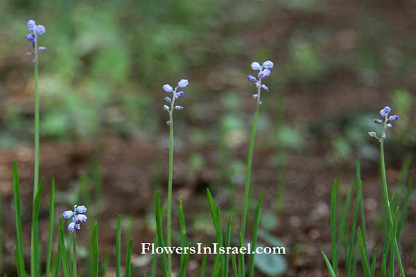 Flora of Israel, wildflowers and native plants