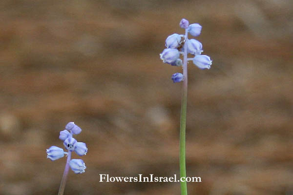 Muscari parviflorum, Muscari autumnalis, Bothryanthus parviflorus, Autumn Grape Hyacinth, Lesser Grape Hyacinth, כדן קטן-פרחים