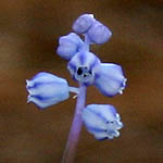 Muscari parviflorum, Israel wildflowers, Dark Blue Flowers