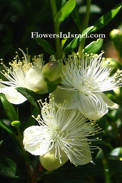 Myrtus communis, Common Myrtle, ريحان, Rayhan, הדס מצוי 