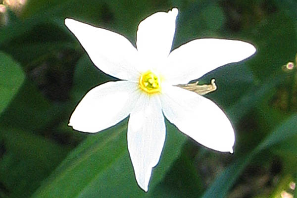 Narcissus serotinus,Late Narcissus,נרקיס אפיל 