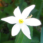 Narcissus serotinus, Flora, Israel, wild flowers